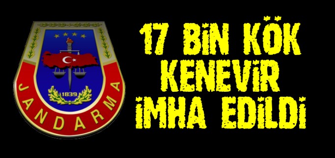 GÖLPAZARI’NDA HİNT KENEVİRİ OPERASYONU