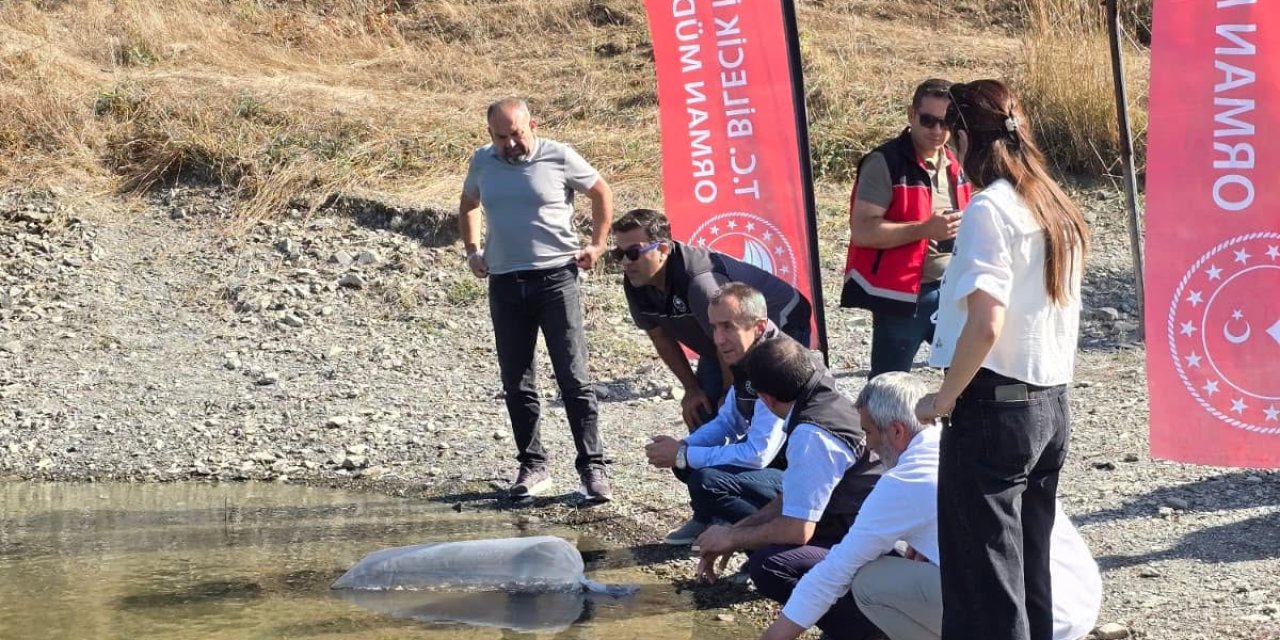 512 bin Sazan Yavrusu Salındı