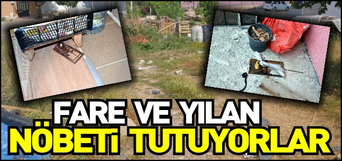 FARE VE YILAN NÖBETİ TUTUYORLAR
