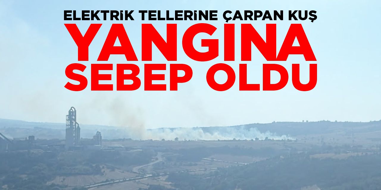 Bilecik’te elektrik tellerine çarpan kuş yangına sebep oldu