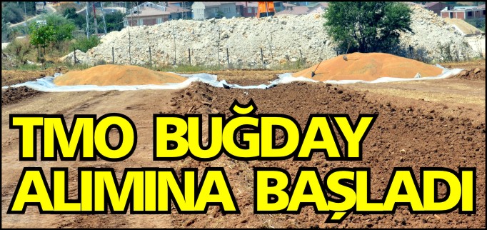 TMO BUĞDAY ALIMINA BAŞLADI