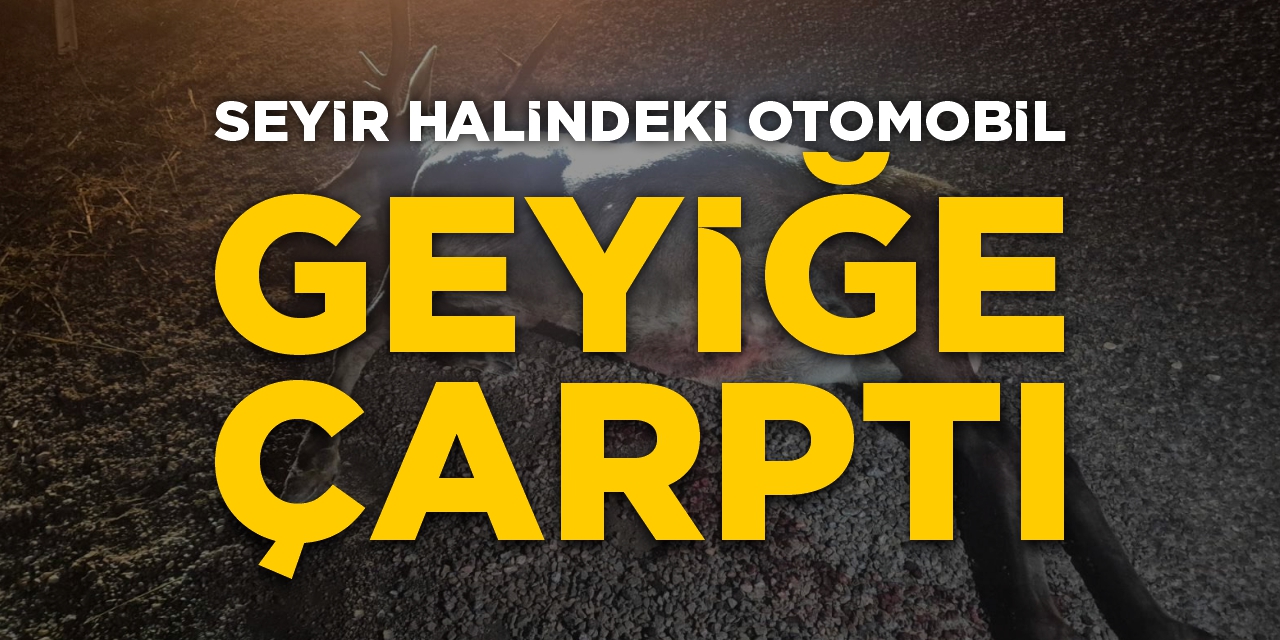 Bilecik’te seyir halindeki otomobil geyiğe çarptı!