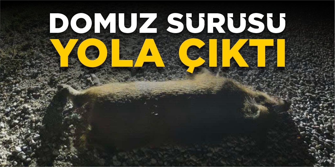 Domuz sürüsü yola çıktı