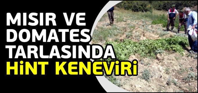 MISIR VE DOMATES TARLASINDA HİNT KENEVİRİ