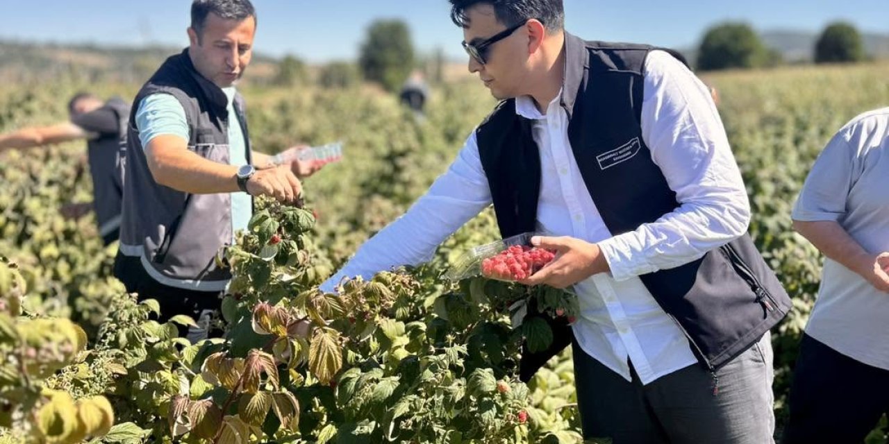 Pazaryeri'nde Ahududu Hasadı