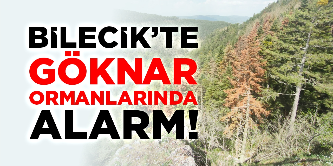 Göknar ormanlarında kabuk böceği alarmı!