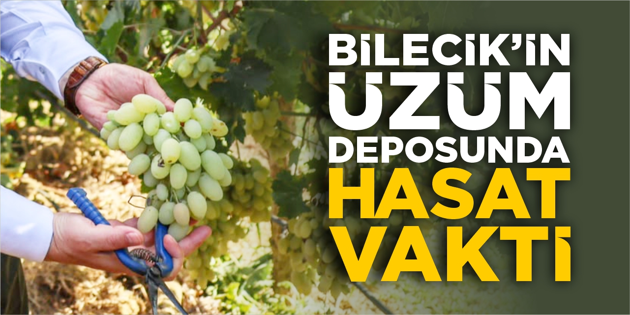 Bilecik’in üzüm deposunda hasat vakti