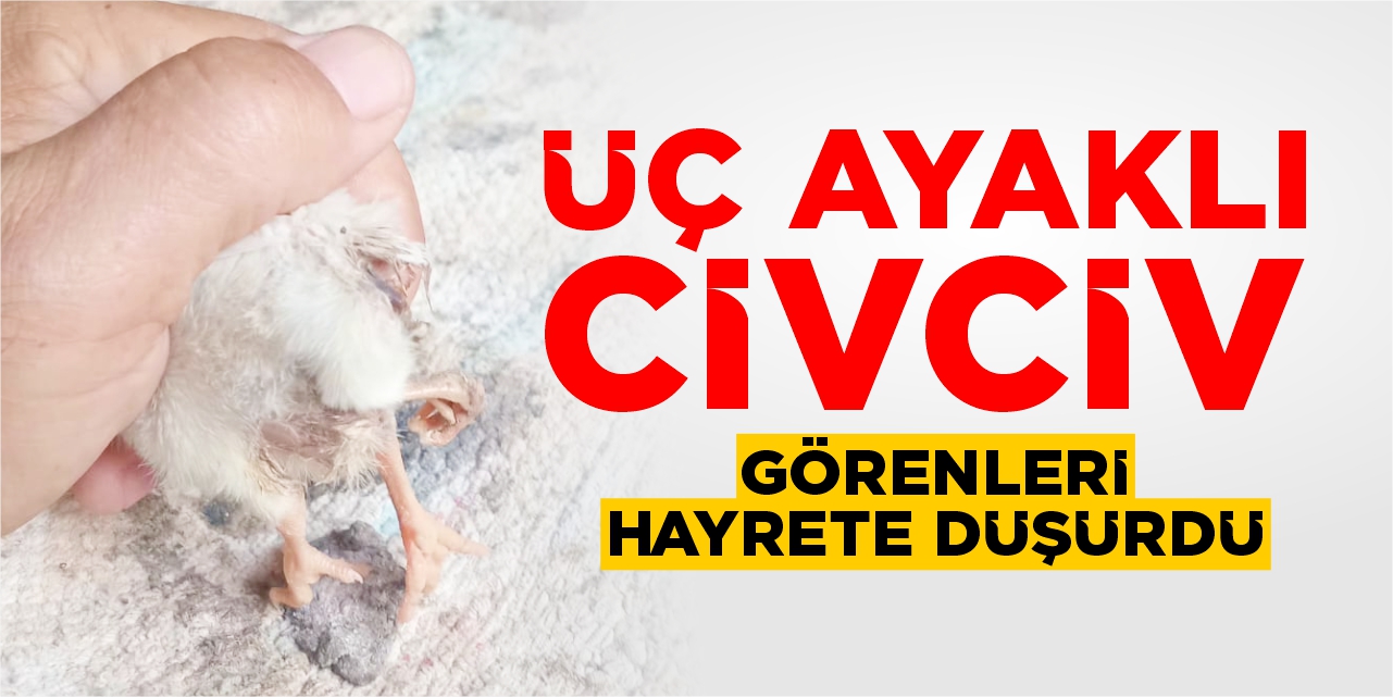 Bilecik’te üç ayaklı civciv dünyaya geldi