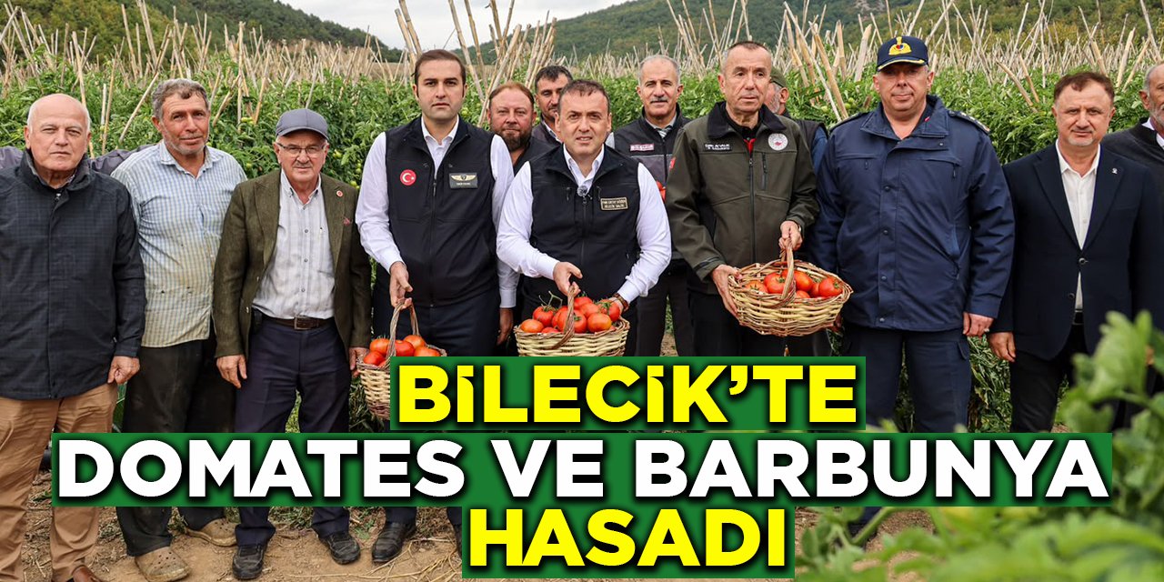 Bilecik'te Domates ve Barbunya Hasadı