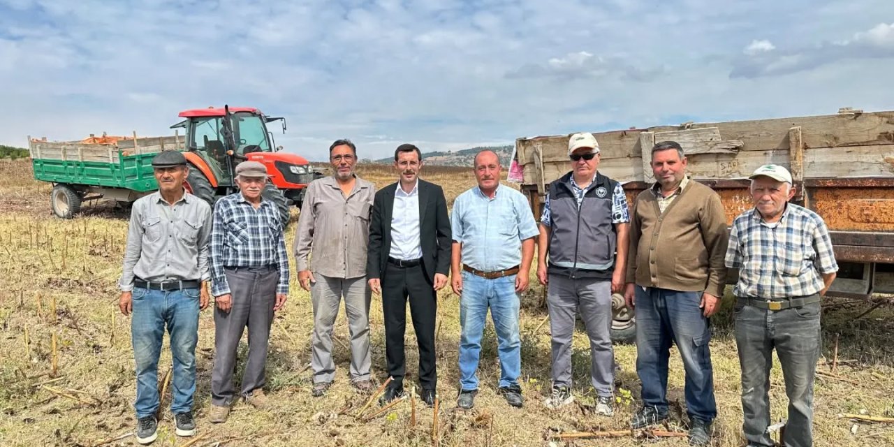 Yenipazar'da Ayçiçeği Hasadı