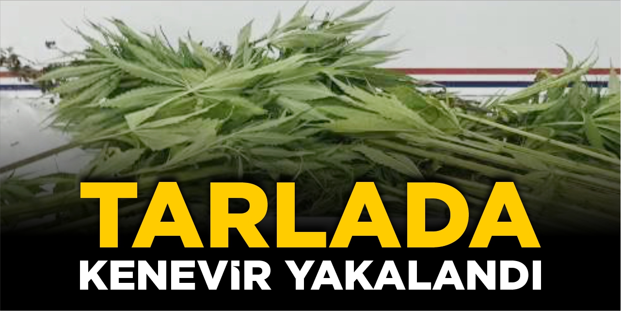 Tarlada kenevir yakalandı!
