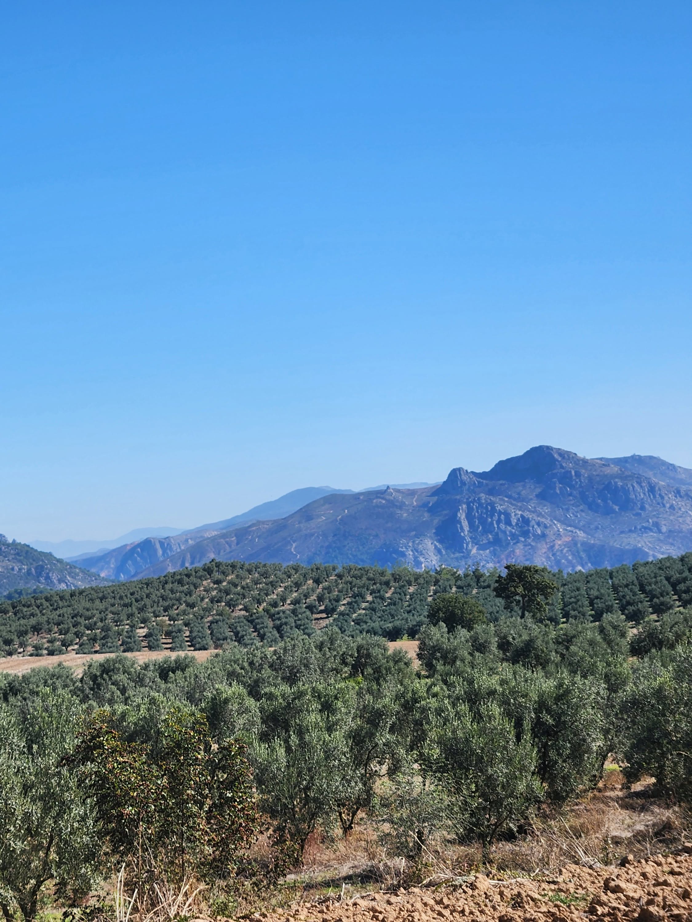 Zeytin hasadında geri sayım başladı