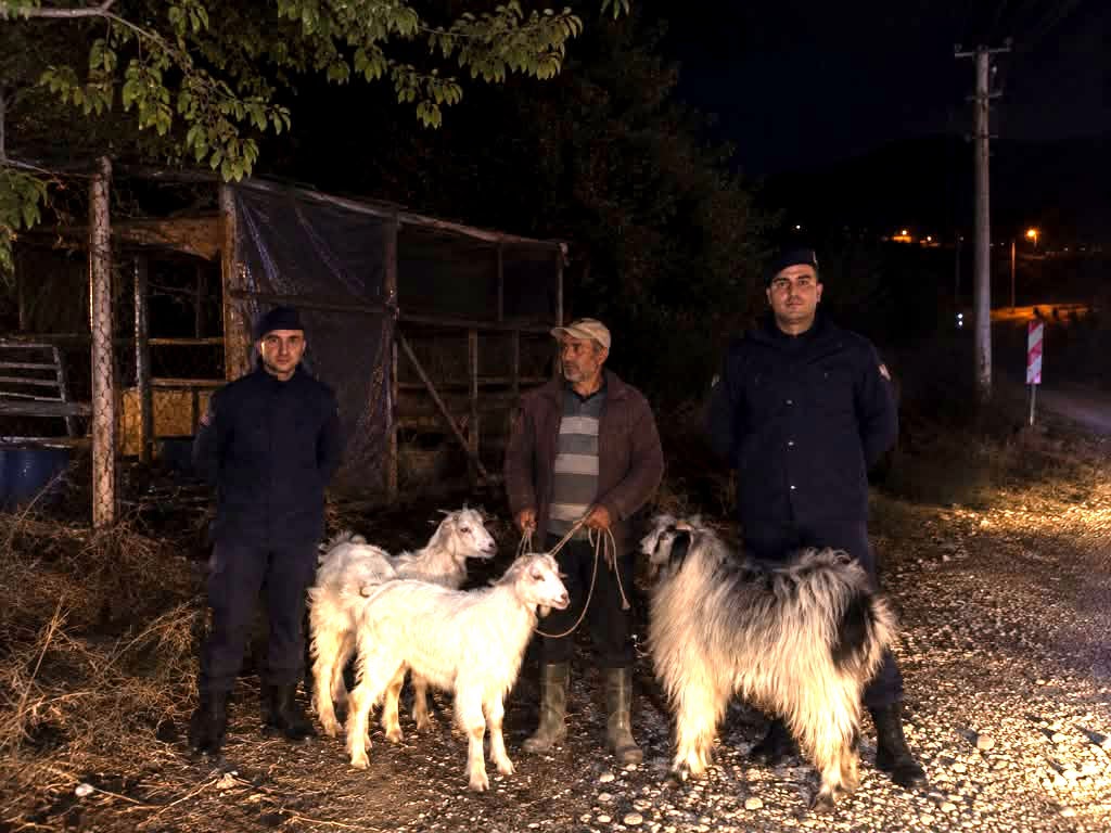 Kayıp hayvanları jandarma buldu