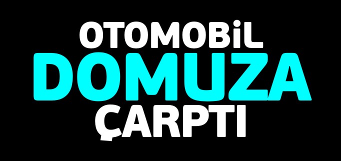 OTOMOBİL DOMUZA ÇARPTI