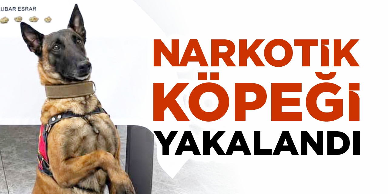 Narkotik köpeği yakaladı!