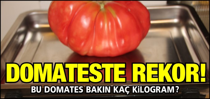 BİLECİK’TE EN BÜYÜK DOMATES REKORU