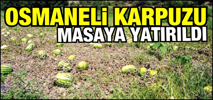 OSMANELİ KARPUZU MASAYA YATIRILDI