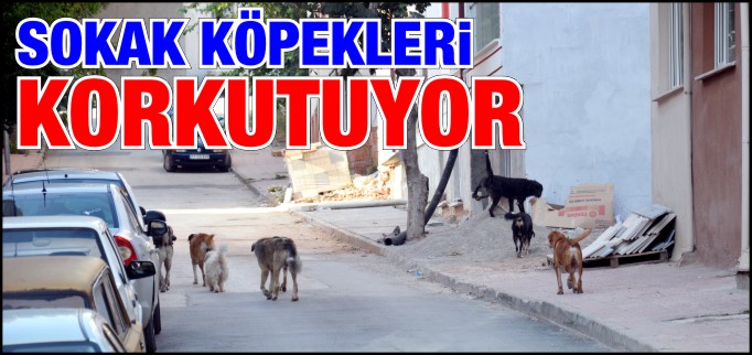 BAŞIBOŞ KÖPEKLER KORKUTUYOR