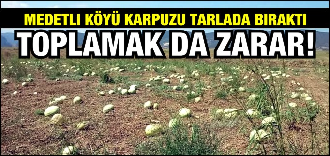 MEDETLİ KÖYÜ KARPUZU TARLADA BIRAKTI