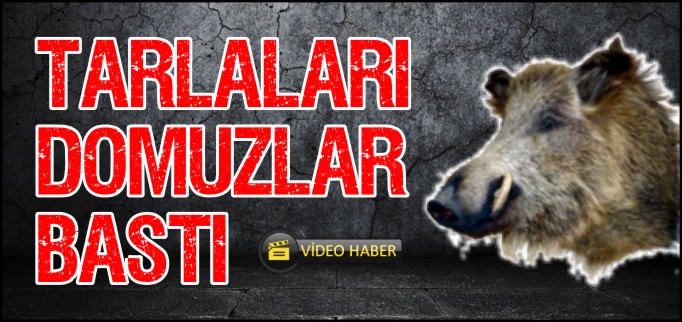TARLALARI DOMUZLAR BASTI