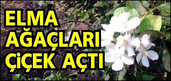 ELMA AĞAÇLARI ÇİÇEK AÇTI