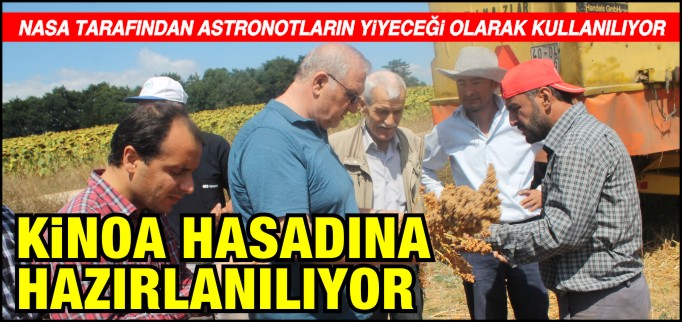 KİNOA HASADINA HAZIRLANILIYOR