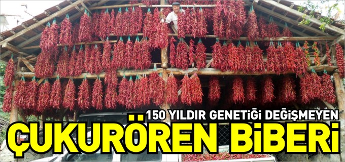 150 YILDIR GENETİĞİ DEĞİŞMEYEN BİBER