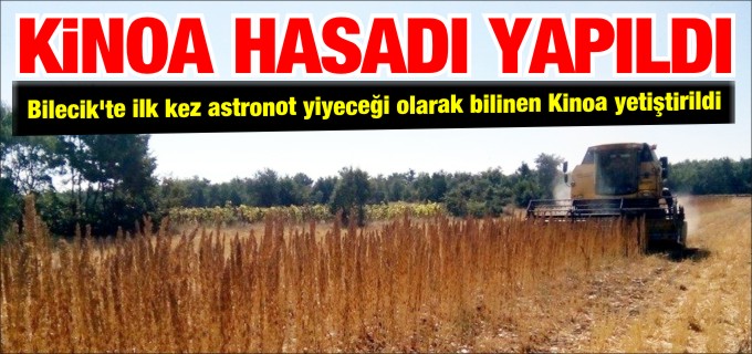 KİNOA HASADI YAPILDI
