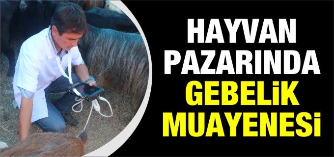 HAYVAN PAZARINDA ULTRASON CİHAZI İLE GEBELİK MUAYENESİ