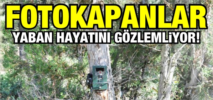 FOTOKAPANLAR YABAN HAYATINI GÖZLEMLİYOR