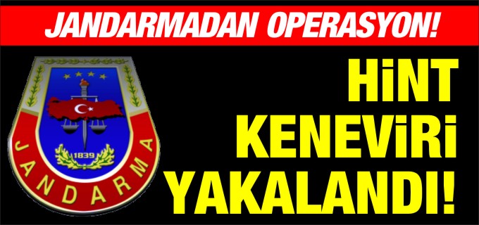 BOZÜYÜK’TE HİNT KENEVİRİ OPERASYONU