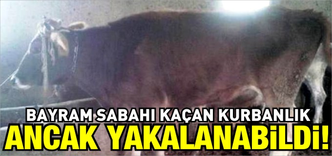 BAYRAM SABAHI KAÇAN KURBANLIK ANCAK YAKALANABİLDİ
