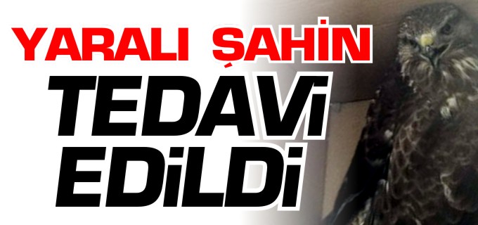 YARALI ŞAHİN TEDAVİ ALTINA ALINDI