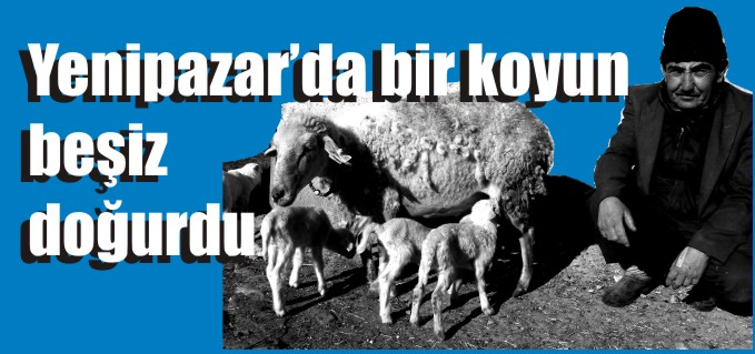 YENİPAZAR’DA BİR KOYUN BEŞİZ DOĞURDU