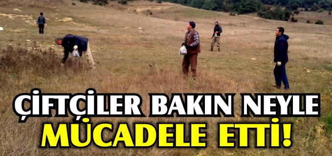 TARLA FARESİ MÜCADELESİ YAPILDI