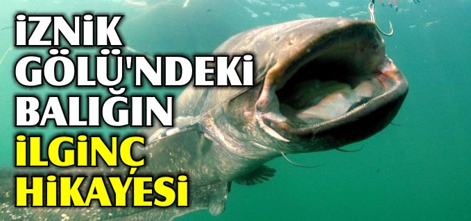 İZNİK GÖLÜ’NDEKİ BALIĞIN İLGİNÇ HİKAYESİ