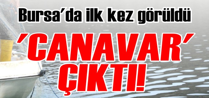 HAMSİ AĞLARINDAN CANAVAR ÇIKTI