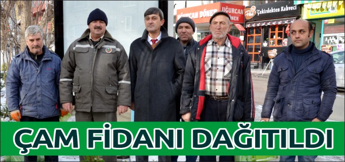 ÇAM FİDANI DAĞITILDI