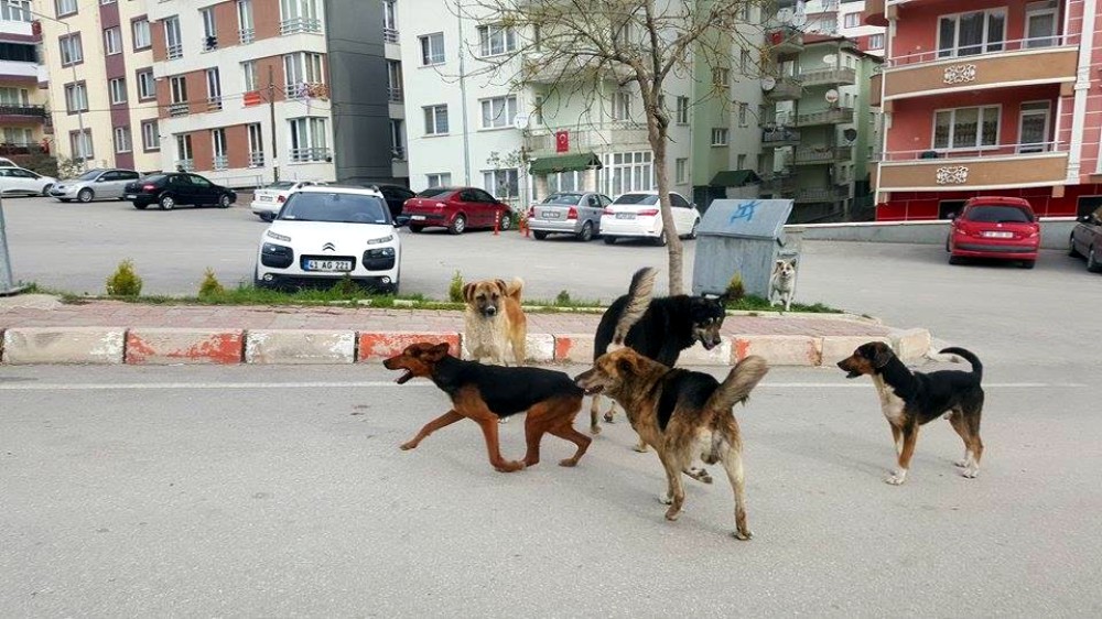 KÖPEKLER KORKUTUYOR