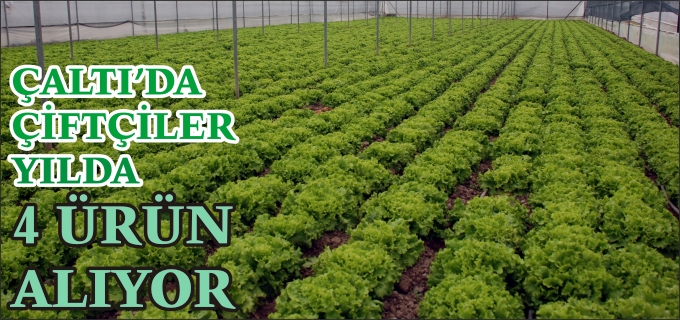 SAKARYA NEHRİ OVASINDA ÇİFTÇİLER YILDA 4 ÜRÜN ALIYOR