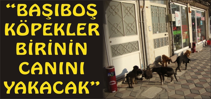 "BAŞIBOŞ KÖPEKLER BİRİNİN CANINI YAKACAK"