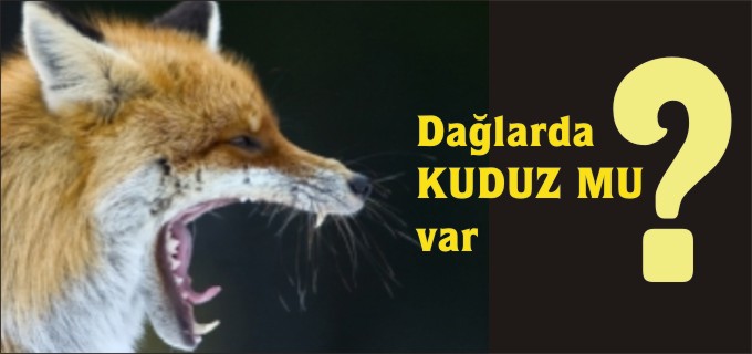 DAĞLARDA KUDUZ MU VAR?