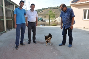 6 AYAKLI KÖPEK BARINAĞIN MASKOTU OLDU