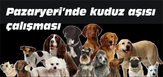 PAZARYERİ’NDE KUDUZ AŞISI ÇALIŞMASI