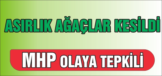 ASIRLIK AGAÇLAR KESİLDİ