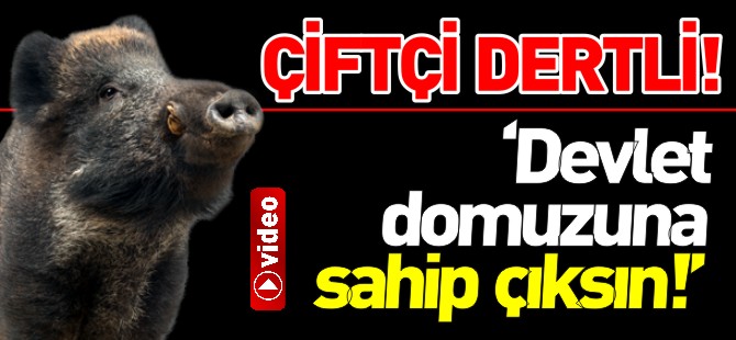 'DEVLET DOMUZUNA SAHİP ÇIKSIN'