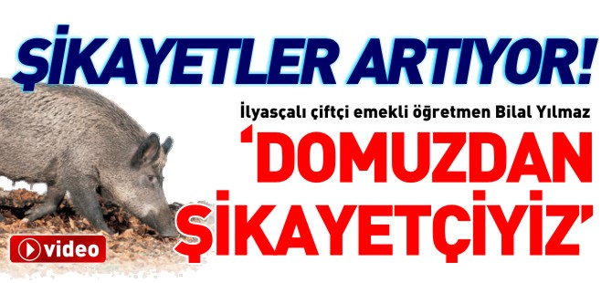 'DOMUZDAN ŞİKAYETÇİYİZ'