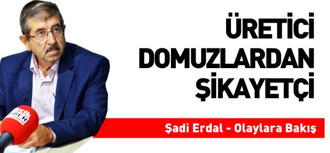 ÜRETİCİ DOMUZLARDAN ŞİKAYETÇİ