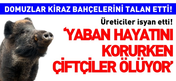 'YABAN HAYATINI KORURKEN ÇİFTÇİLER ÖLÜYOR'