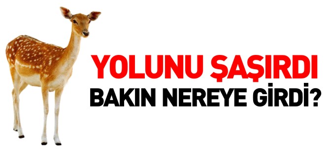 YOLUNU ŞAŞIRDI BAKIN NEREYE GİRDİ?